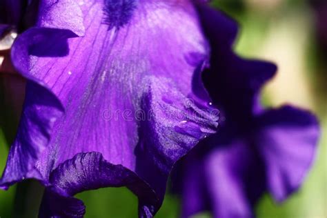 Iris. Dark blue petal. stock image. Image of blue, nature - 268657811