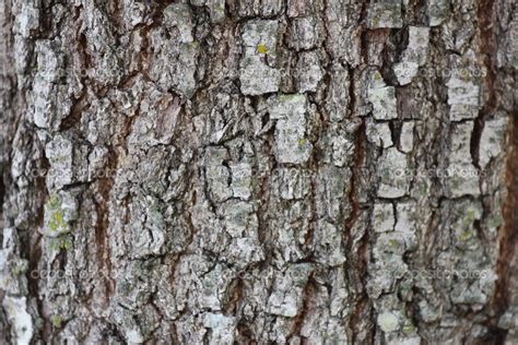 Live Oak Tree Bark — Stock Photo © abhbah05 #19390711