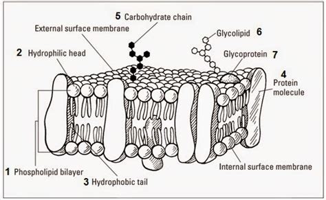 #24 Cell membranes - Fluid Mosaic Model of the plasma menbrane ...