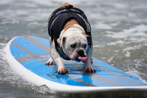 45 Most Funny Surfing Pictures And Photos | Dog competitions, Surfing pictures, Athletic dogs