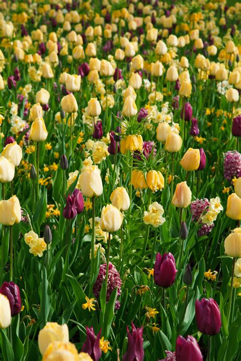 Yellow And Purple Tulips Free Stock Photo - Public Domain Pictures