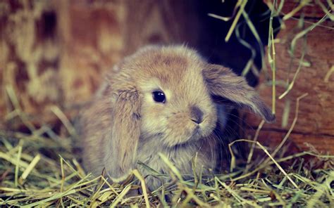 Cute Bunny Wallpapers - Wallpaper Cave