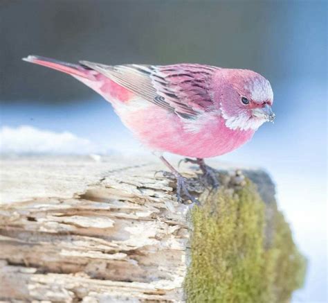 "This pink bird is called the Rose finch and it looks like cotton candy ...