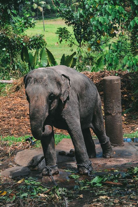 Here's Why You Should Never Visit Pinnawala Elephant Orphanage In Sri ...