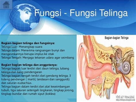 Indera Pendengaran (Telinga)