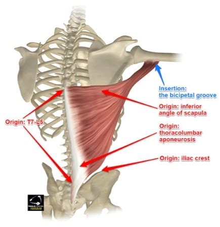 Latissimus Dorsi Origin and Insertion - L3 Anatomy and Physiology Exam