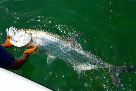 Top 10 Florida Fishing Spots: An Angler's Guide