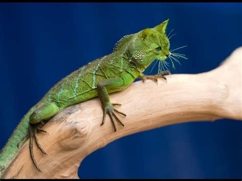 Cat vs Lizard in Bath Tub - YouTube