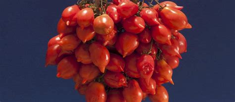 Pomodorino Del Piennolo Del Vesuvio | Local Cherry Tomato From Vesuvius ...