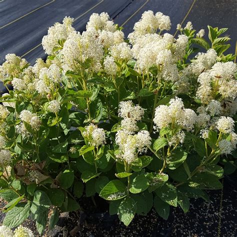 Ceanothus americanus - Prairie Legacy