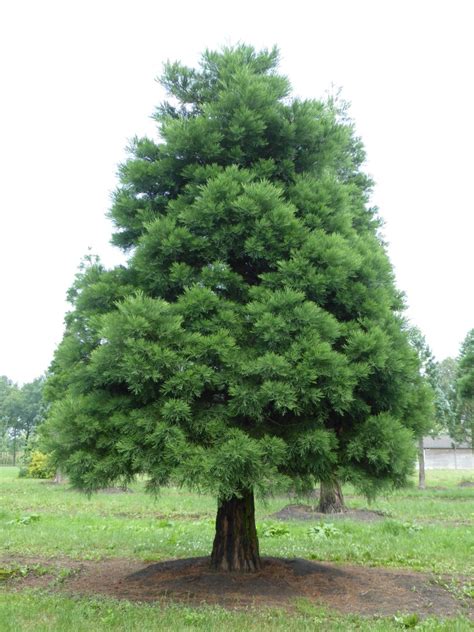 Sequoiadendron giganteum | Big tree, Giant Sequoia, Sierra redwood ...