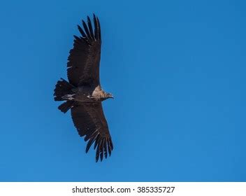 Andean Condor National Symbol Peru Stock Photo 385335727 | Shutterstock