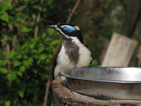 Blue-faced Honeyeater 02 by animalphotos on DeviantArt