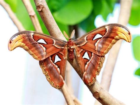 Atlas Moth Facts, Habitat, Diet, Life Cycle, Pictures