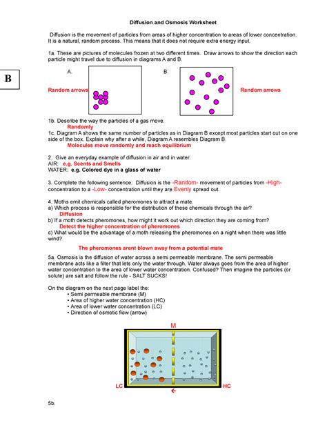 Diffusion and Osmosis Worksheet KEY 08 - Diffusion and Osmosis ...