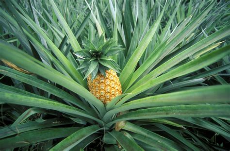 Frågor och svar om ananas - Naturskyddsföreningen