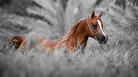 Horse Wallpapers Hd