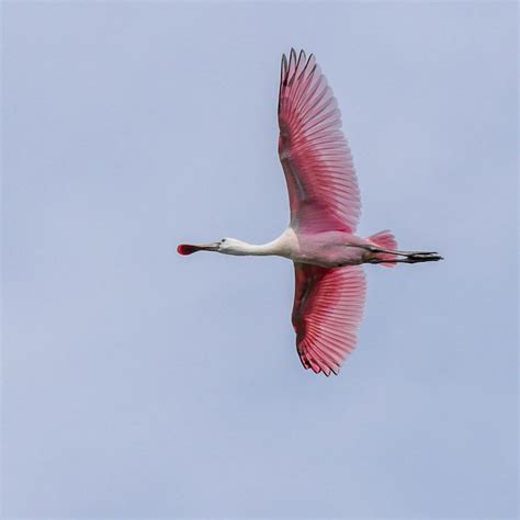 Roseate Spoonbill