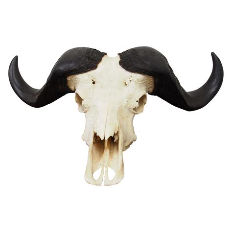 Cape Buffalo Skull - Georgian Antiques