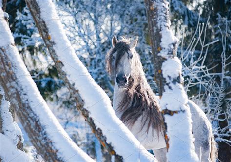 white winter horse | High-Quality Animal Stock Photos ~ Creative Market