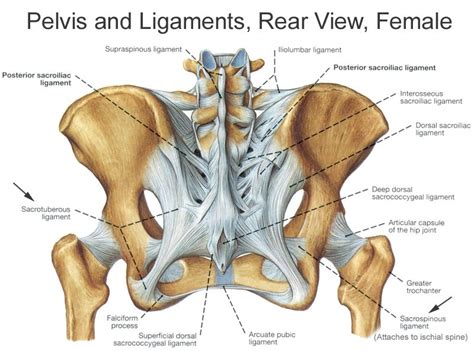 图表 · Anatomy72 - Pelvic ligaments [posterior view] | Quizlet