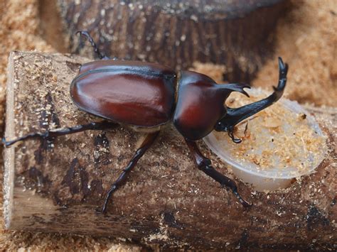 Japanese Rhinoceros Beetles - Brown's Beetles