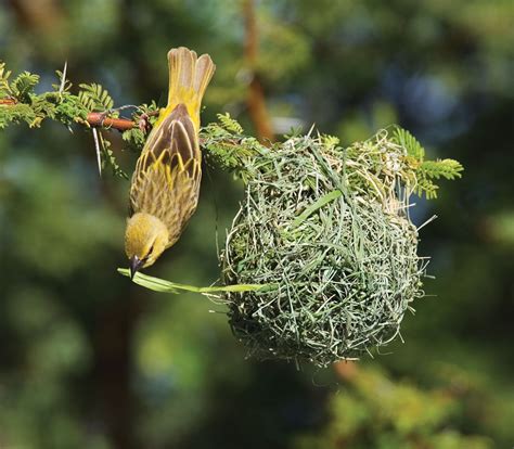 Weaver | Nesting Habits, Social Behavior & Plumage | Britannica