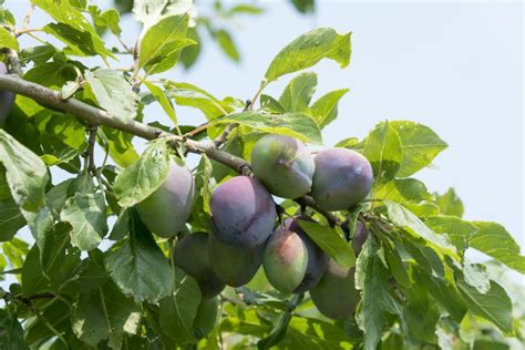 How to Grow the Best Fruit Trees for Your Garden | HGTV