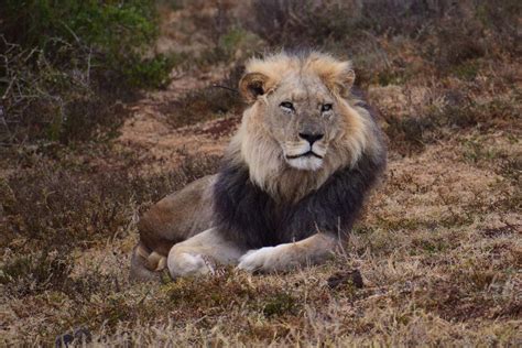 13 Wild Animals in Somalia [Wildlife in Somalia] - Kevmrc