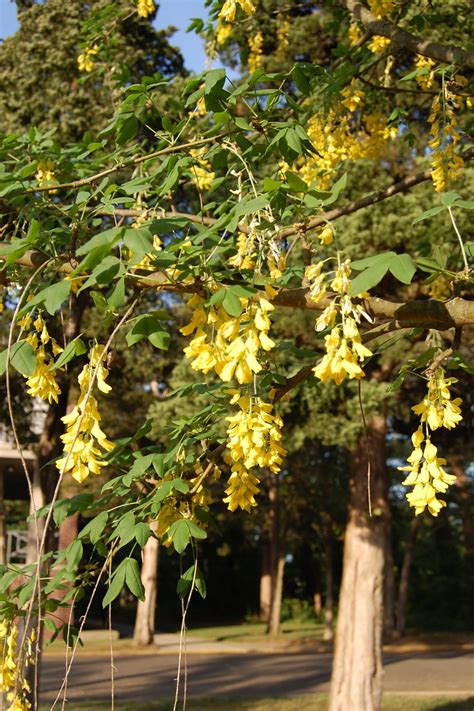 Golden chain tree brings sunshine to the garden | TBR News Media