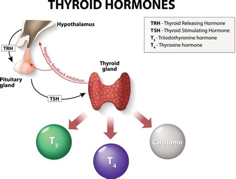 Tuit Nutrition: Let's Talk About Thyroid -- Intro: Thyroid Function ...