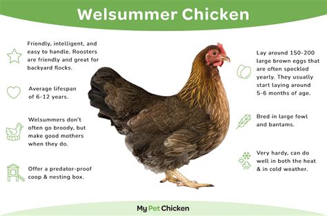 Welsummer Chicken Breed: The Complete Guide - My Pet Chicken