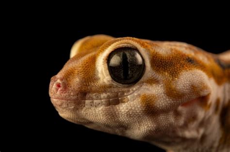 Frog-Eyed Gecko: Maintenance & Care - BuzzSharer.com