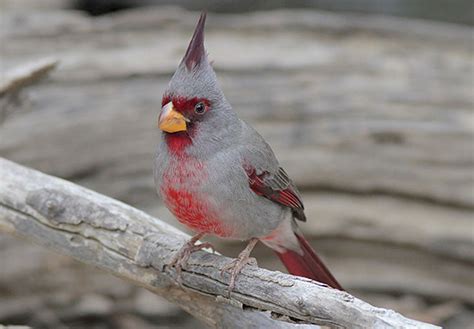 Pyrrhuloxia - ID, Facts, Diet, Habit & More | Birdzilla