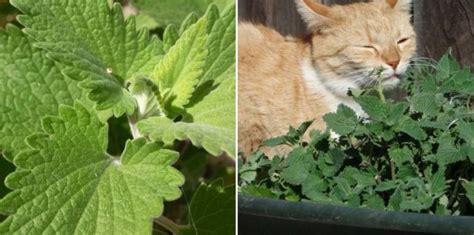 Growing Catnip in Pots from Seed, Cuttings - a Full Guide | Gardening Tips