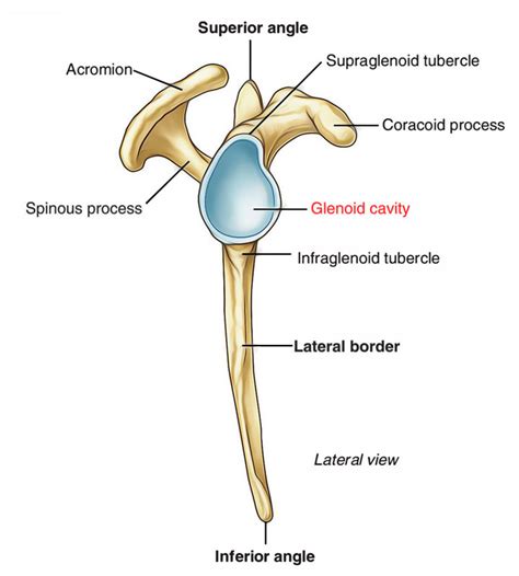 The Scapula Surfaces Fractures Winging TeachMeAnatomy, 40% OFF