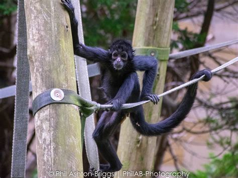 Monkey at Chester Zoo by PhilAB-Photography on DeviantArt