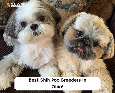 7 Best Shih Poo Breeders in Ohio!