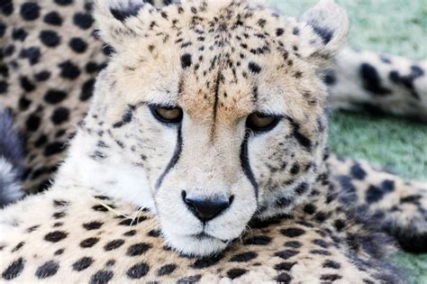 Cheetah face closeup stock image. Image of exotic, dangerous - 29320499