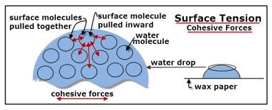 What is Surface Tension? — Homeschool Science for Kids