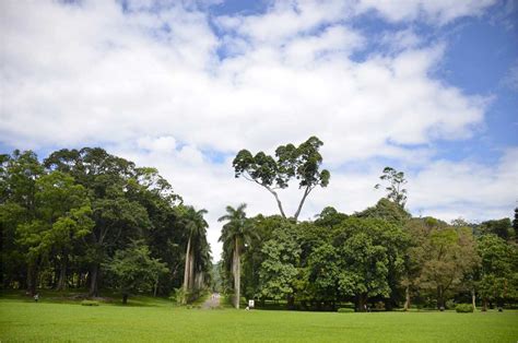 Peradeniya Botanical Gardens | Great Gardens of the World