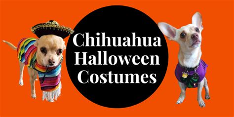 Best Chihuahua Halloween Costumes You Will Love.