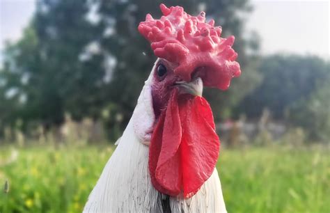 Chicken Combs: A Complete Guide (+ Pictures) | Chicken Fans