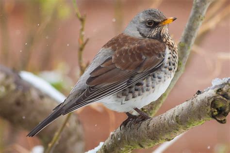 Top 25 Best Birds in Maine