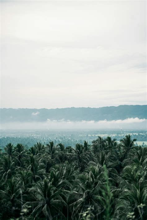 Green Trees in Forest · Free Stock Photo