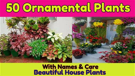 50 Best ornamental plants for your garden/ Common House plant's with names & Prices - YouTube