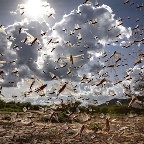 Locusts in Lucknow: Residents panic as locust swarms sweep UP's Lucknow ...