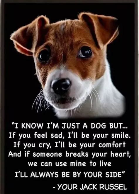 12+ Cute Jack Russell Terrier Dog Quotes And Sayings - The Paws | Jack ...