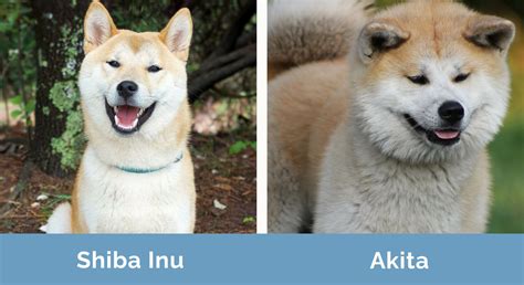 Shiba Inu vs. Akita: What's the Difference? (With Pictures) | Hepper