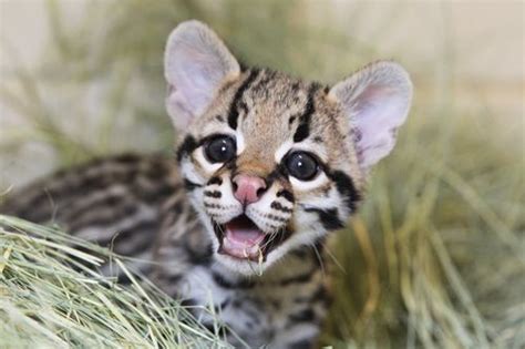 "Miracle" Ocelot Kitten Born at Cameron Park Zoo - ZooBorns